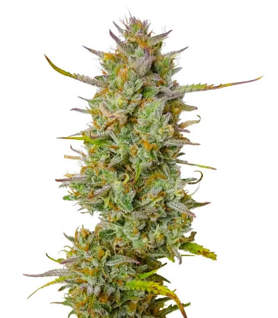 Hellfire OG Auto