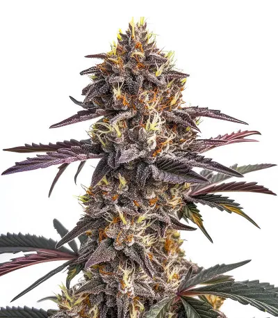 Moonshine Cookies Auto