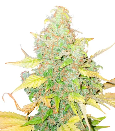 Pink Runtz Auto fem
