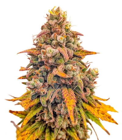 Whiskey Zulu Auto fem