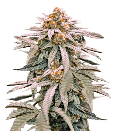 Zookies fem