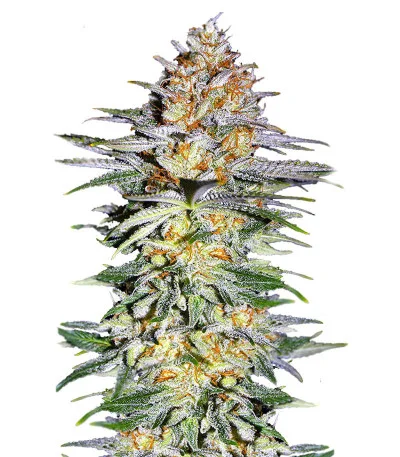 Alpha 21 fem