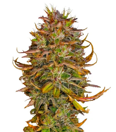 Blueberry OG fem
