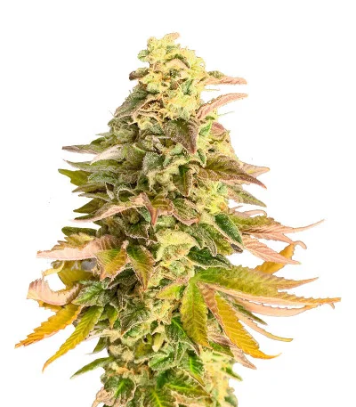 Chem Cookies fem