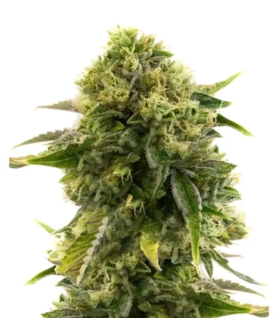 Different Gorilla (Different GG#4) fem
