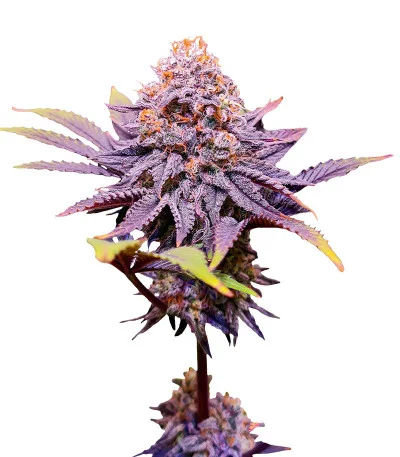 Punch Cookies fem