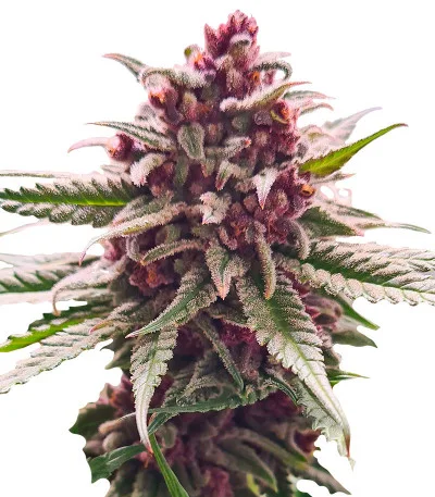 Still Bubba fem