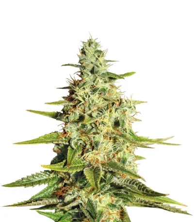 Acapulco Gold fem