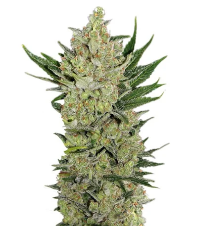 Blue Cheese Auto