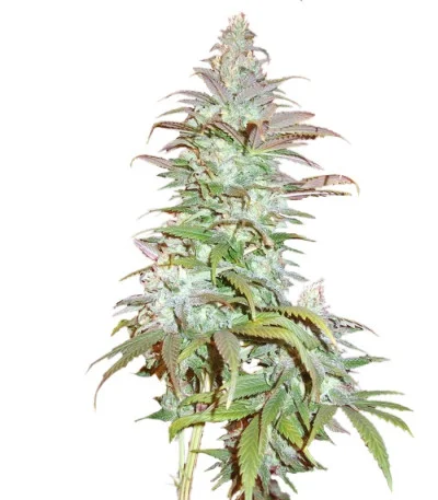 Blue Cheese