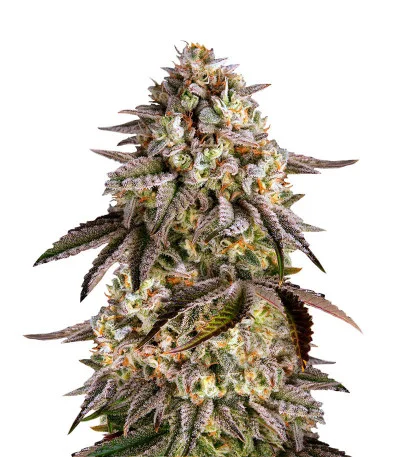 Blue Sunset Sherbert fem
