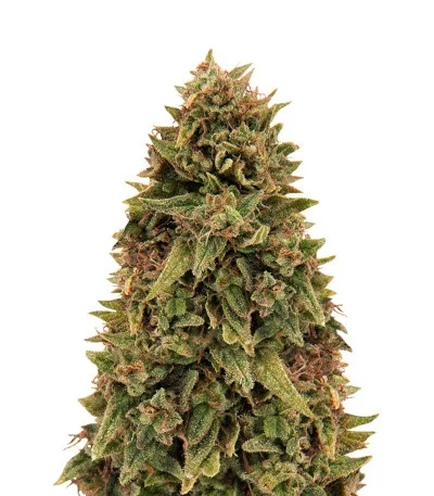 Blueberry OG fem