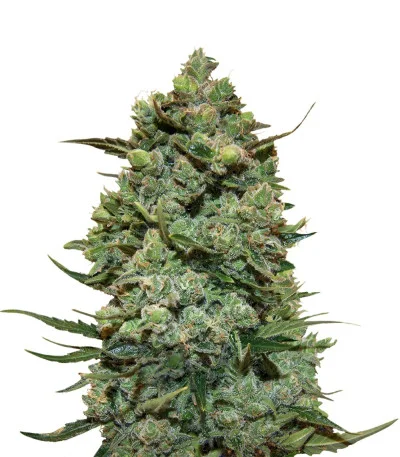 Cookies Kush fem