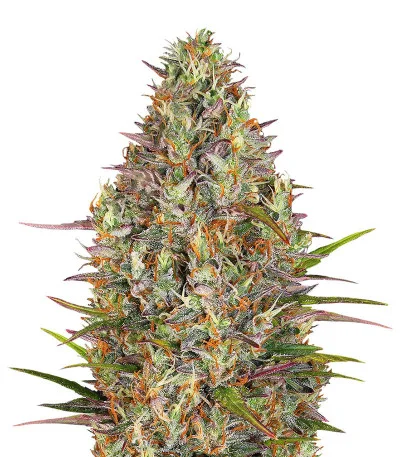 Glue Gelato Auto fem