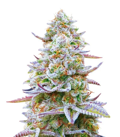 Gorilla Zkittlez fem