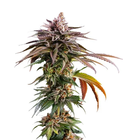 Kush Mintz