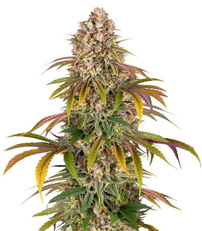 Lemon Tree fem
