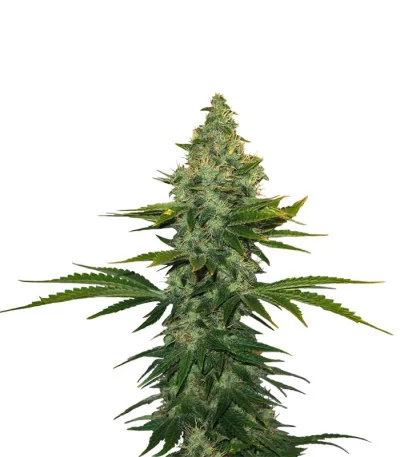 Liberty Haze fem