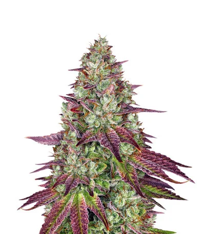 Mimosa Evo fem