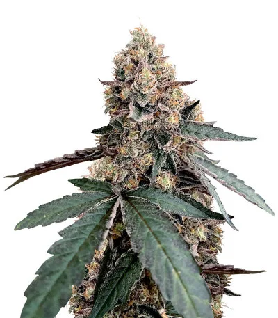 Runtz Muffin fem