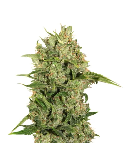 Triple Cheese fem