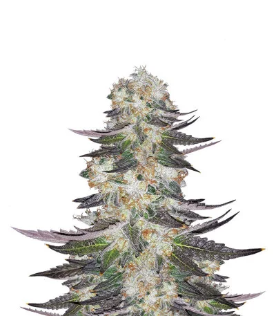 Gelato fem