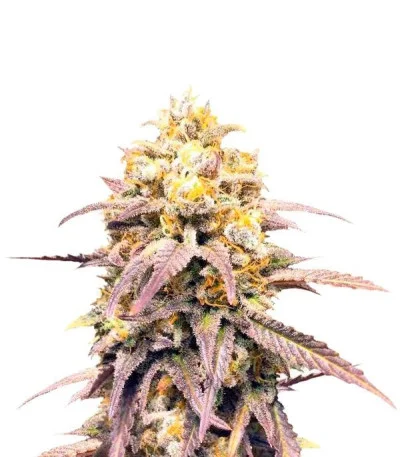 Critical Super Silver Haze fem