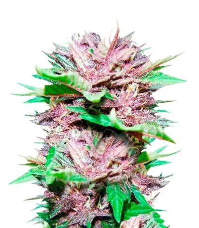 Dark Purple Auto fem