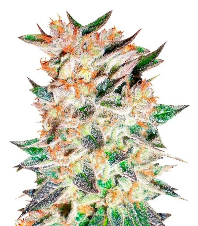 Delicious Candy Auto fem