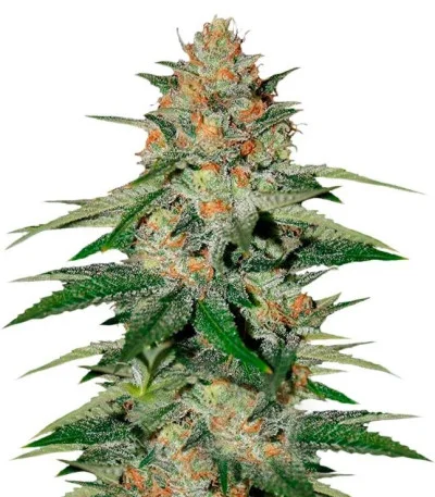 Delicious Candy fem
