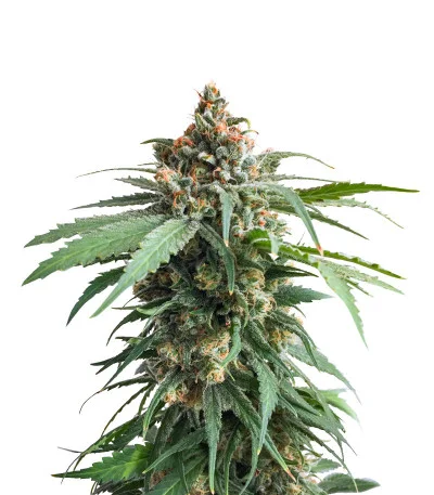 Delicious Cookies fem
