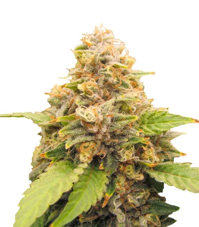 Lord Kush Early Version