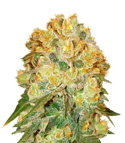 Marmalate regular