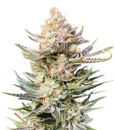 Moby Delicious