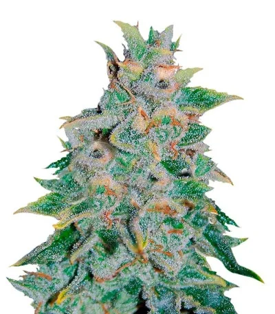 Northern Light Blue Auto fem
