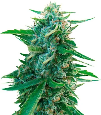 Sugar Black Rose regular