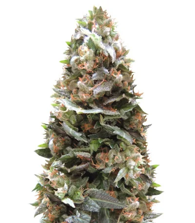 Ogre Auto fem
