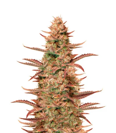 Auto Banana Blaze fem