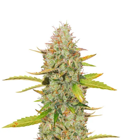 Blue Auto Mazar fem