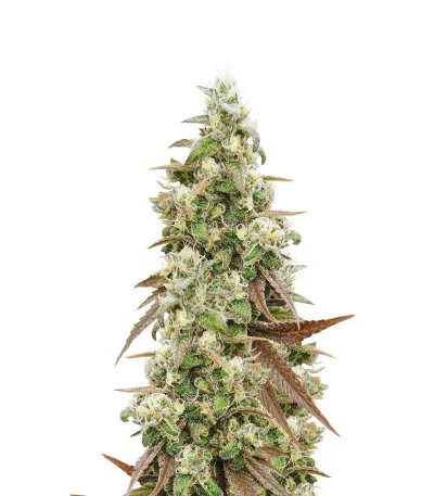 Blueberry fem