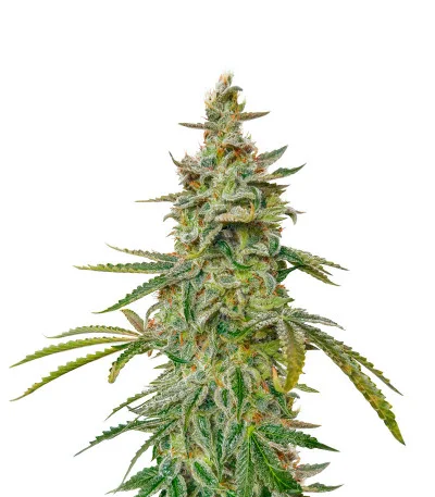 Auto Brooklyn Sunrise fem
