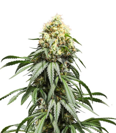 Bruce Lemon Diesel