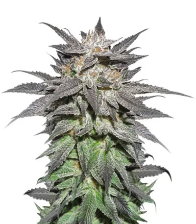 Bubba Island Kush fem