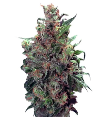 Californian Orange fem