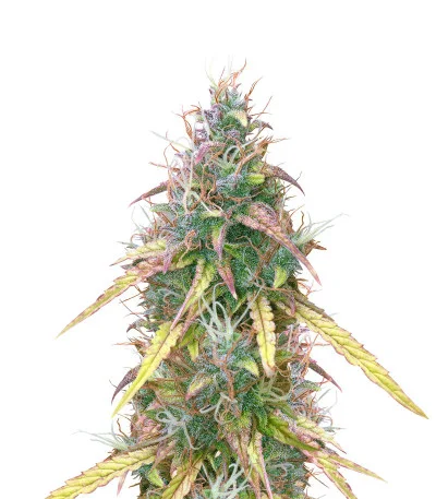 CBD Auto Compassion Lime fem