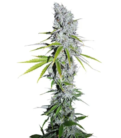 CBD Skunk Haze fem