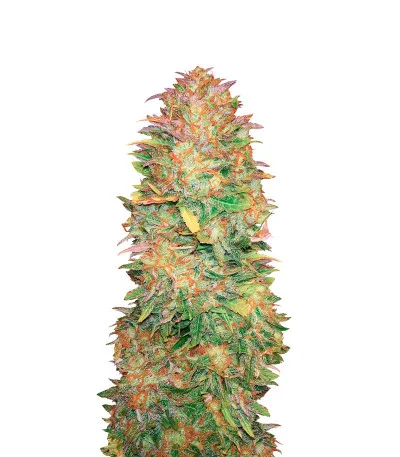 CBD Auto White Widow fem