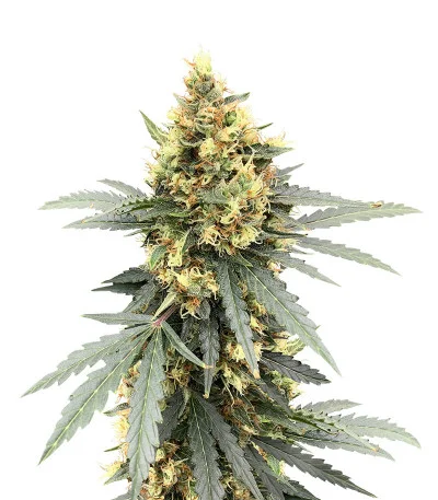 Auto Critical Orange Punch fem