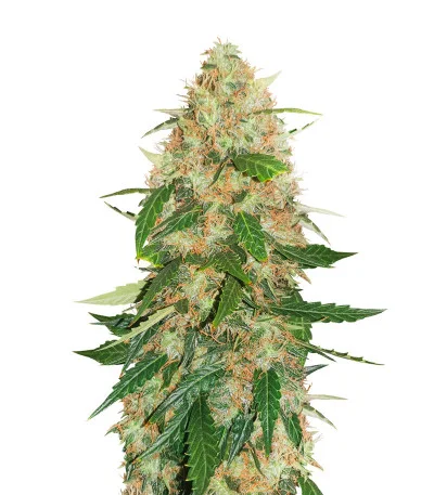 Auto Daiquiri Lime fem