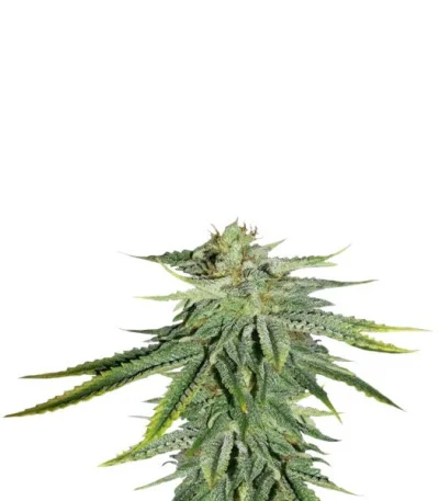 Durban Poison fem